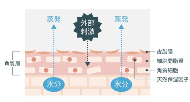 肌の断面図